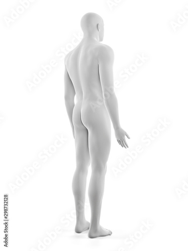 3d rendered medically accurate illustration of the male body