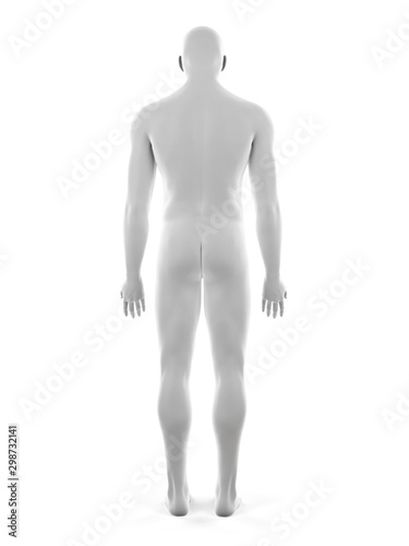 3d rendered medically accurate illustration of the male body