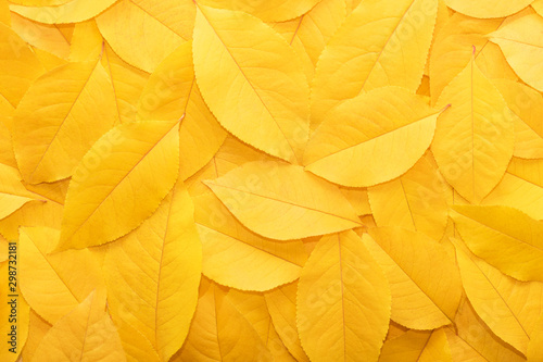 Background from autumn fallen leaves close-up. The texture of the yellow foli...
