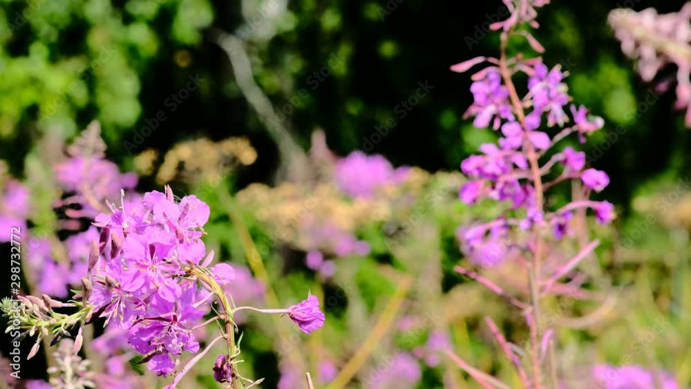 willow-herb on a summer meadow in clear weather willow-herb on a summer meadow in clear weather