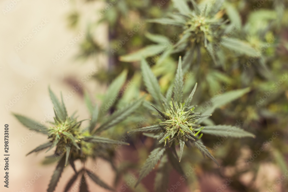 Blooming Marijuana plant with early white Flowers, cannabis sativa leaves, marihuana. Blooming Marijuana plant with early white Flowers, cannabis sativa leaves, marihuana.