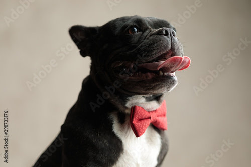 cute french bulldog wearing red bowtie sticking out tongue
