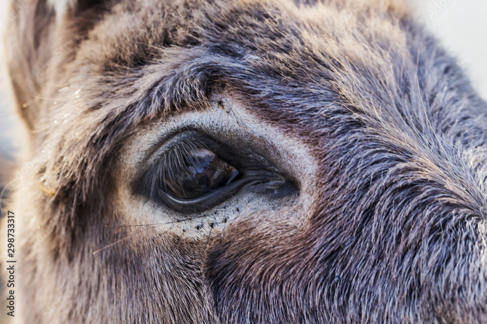 Closeup of eye of donkey in a meadow, Vision concept, macro  of brown donkey eye