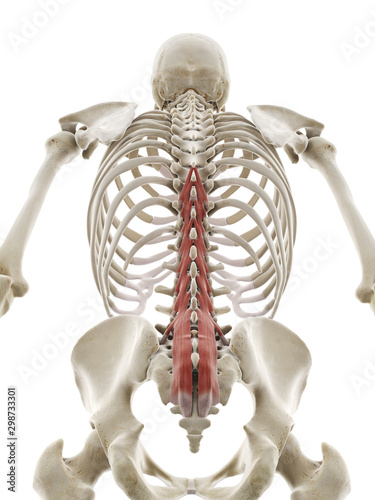 3d rendered medically accurate illustration of the multifidus photo