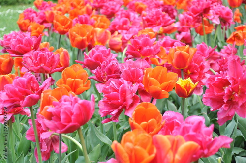 Fioletowe tulipany kwitn  ce w wiosennym ogrodzie