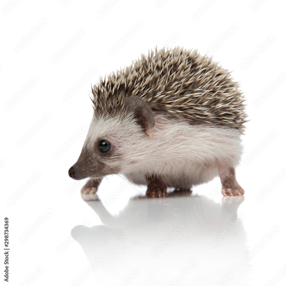 Naklejka premium cute african hedgehog looking to side and searching