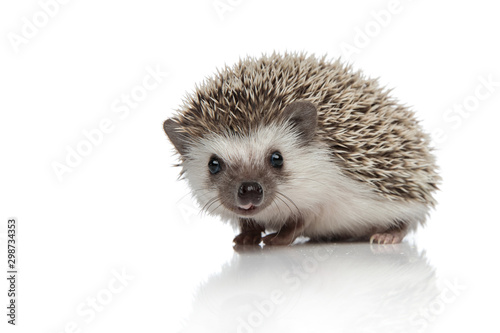 side view of adorable african hedgehog searching photo