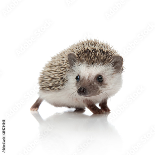 adorable african hedgehog walking and looking to side