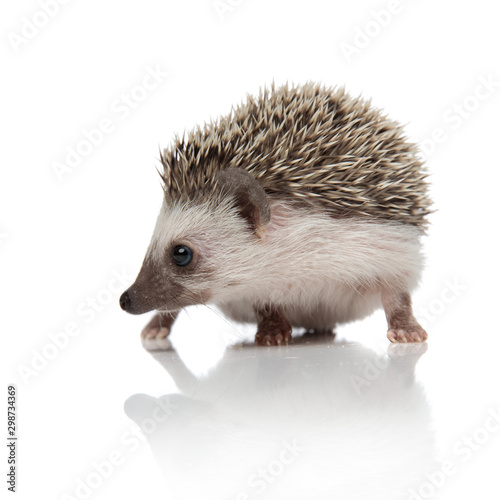 cute african hedgehog looking to side and searching