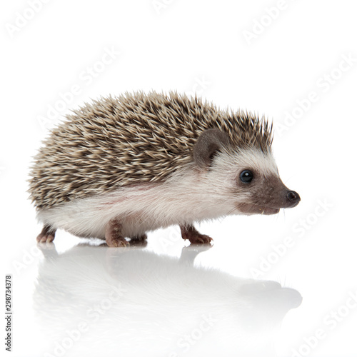 side view of cute african hedgehog searching