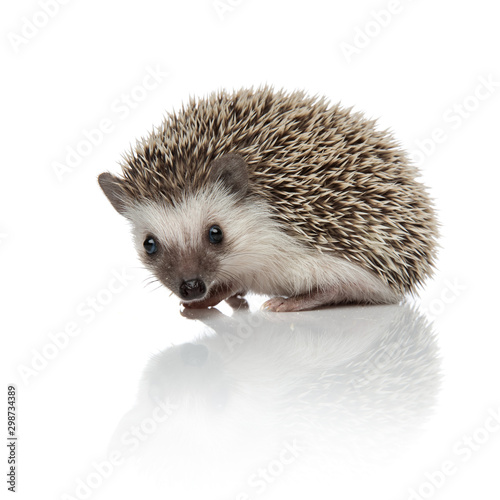 side view of cute african hedgehog searching and exploring
