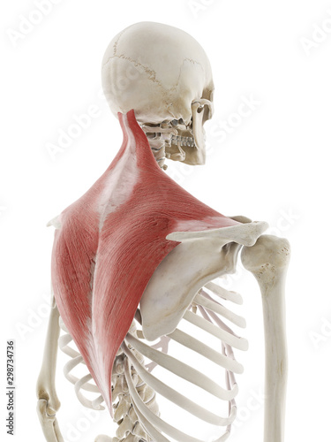 3d rendered medically accurate illustration of the trapezius
