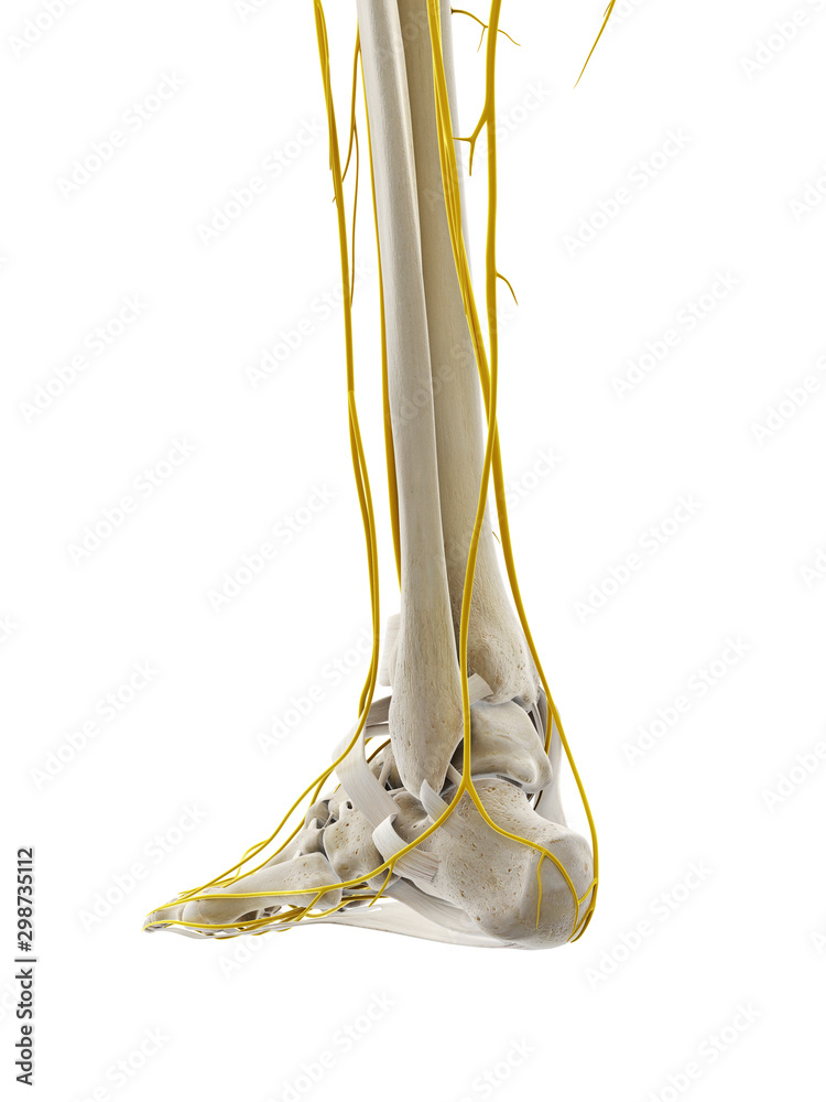 3d rendered medically accurate illustration of the nerves of the foot 3d rendered medically accurate illustration of the nerves of the foot