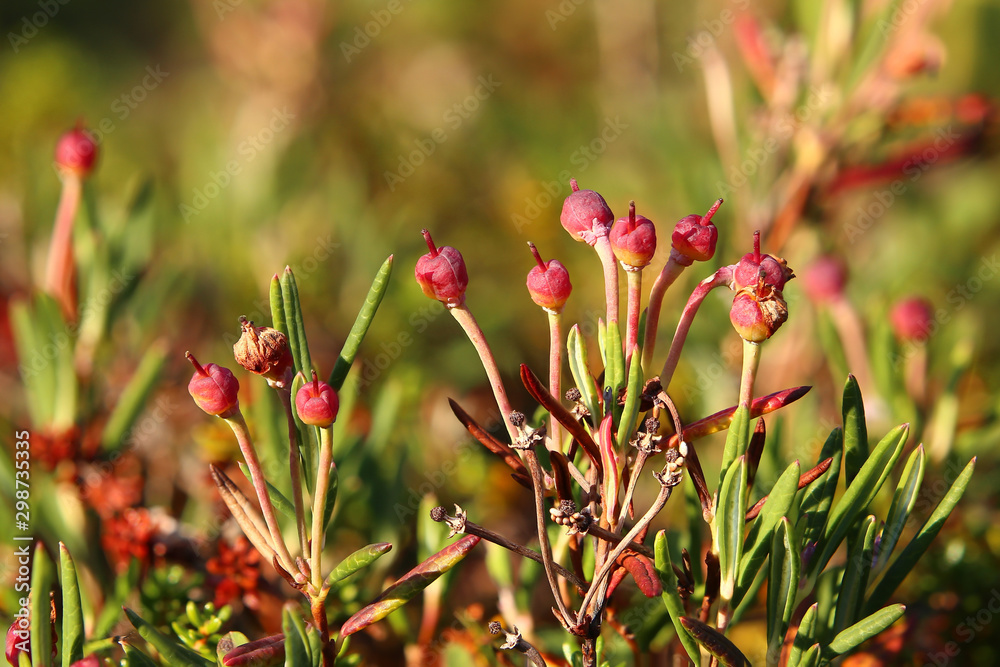 Andromeda polifolia, the bog-rosemary, with red fruits Andromeda polifolia, the bog-rosemary, with red fruits