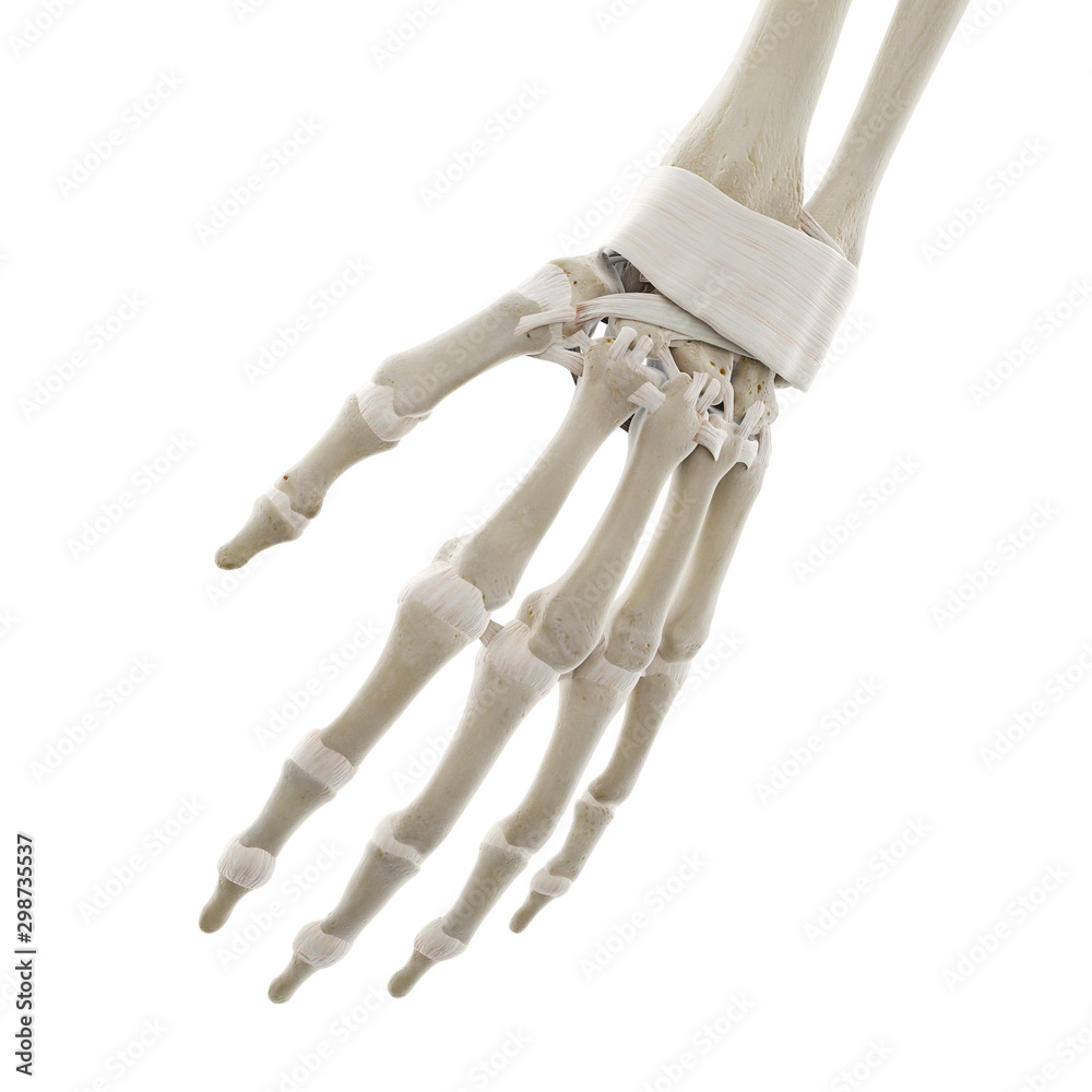 3d rendered medically accurate illustration of the ligaments of the hand