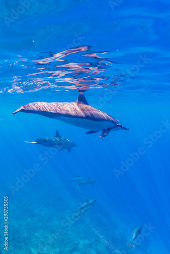 Dolphins swimming near surface of clear blue ocean © Melissa