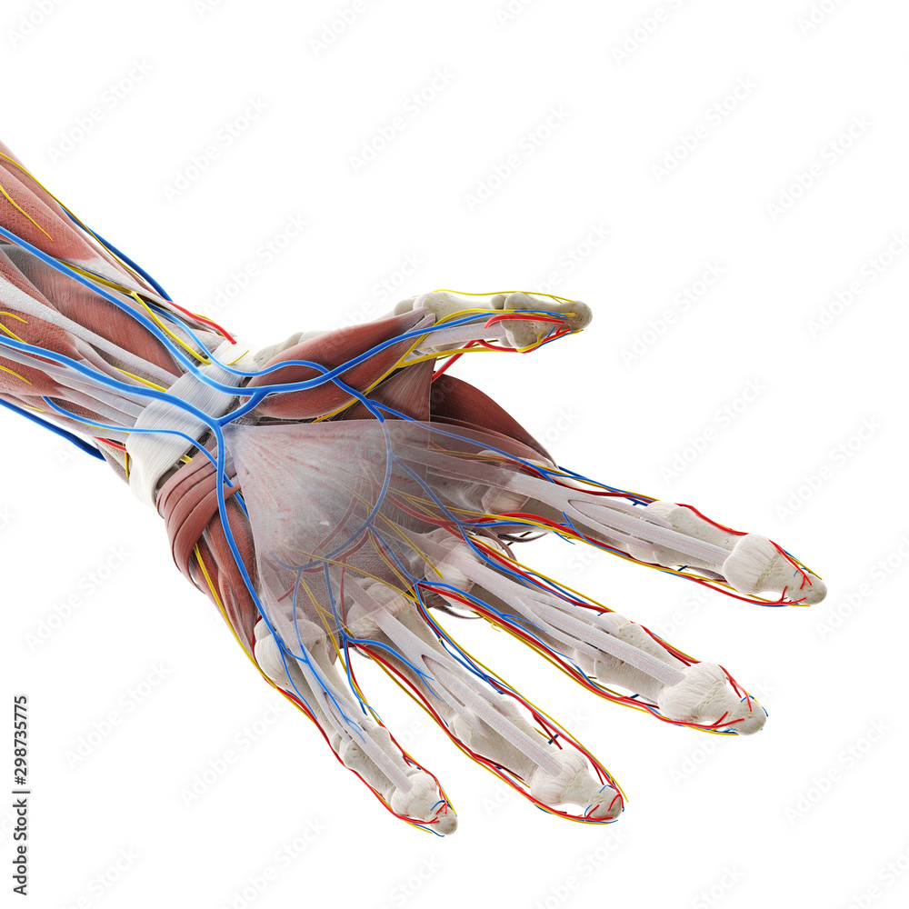 3d rendered medically accurate illustration of the anatomy of the hand - obrazy, fototapety, plakaty 