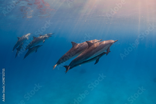 Dolphins swimming near sunny surface of ocean