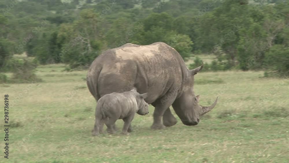 A baby white rhino walks past the mother in the park A baby white rhino walks past the mother in the park
