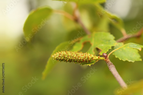 The downy birch (Betula pubescens) with ripening catkins