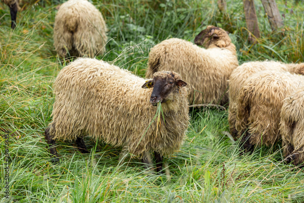 Rebaño de ovejas pastando en una zona rural