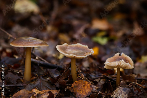 Mushrooms - Pluteus sp. stages