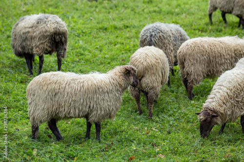 Rebaño de ovejas pastando en una zona rural