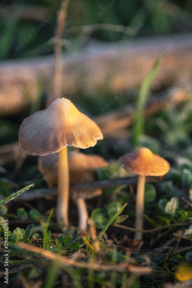 Hallucinogenic Liberty Cap Mushrooms or Psilocybe semilanceata in the green grass background close up . Hallucinogenic Liberty Cap Mushrooms or Psilocybe semilanceata in the green grass background close up .
