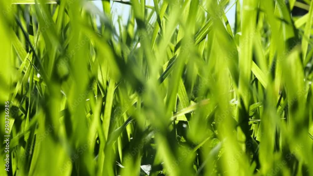 lush vibrant green grass in bright sunlight sways in the wind lush vibrant green grass in bright sunlight sways in the wind