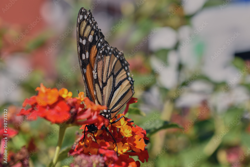 Obraz premium macro angle of a butterfly feeding on a bush