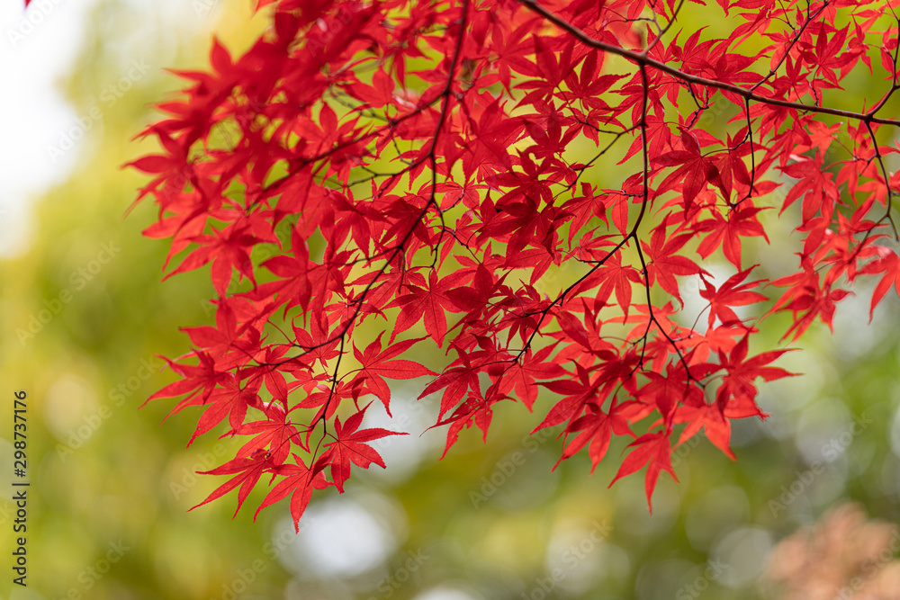 紅葉 紅葉