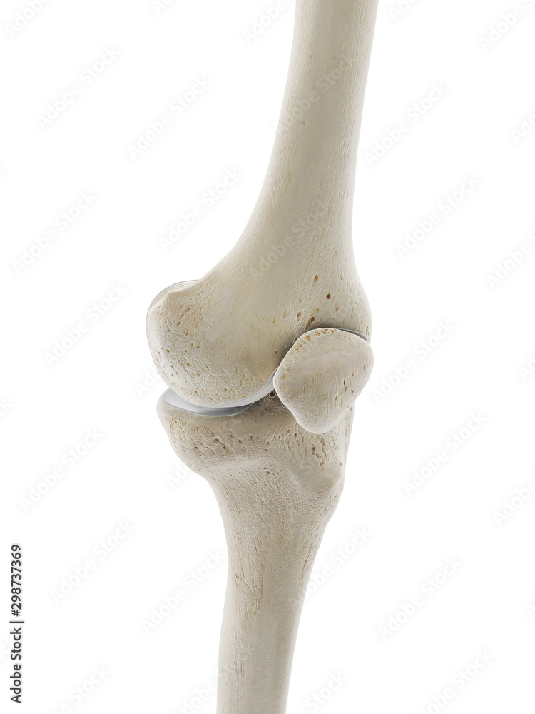Fototapeta premium 3d rendered medically accurate illustration of the skeletal knee