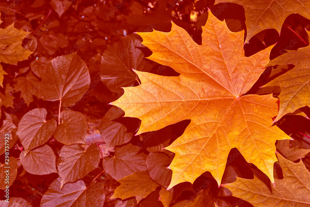 Fototapeta premium autumn landscape with bright colorful foliage. Indian summer.
