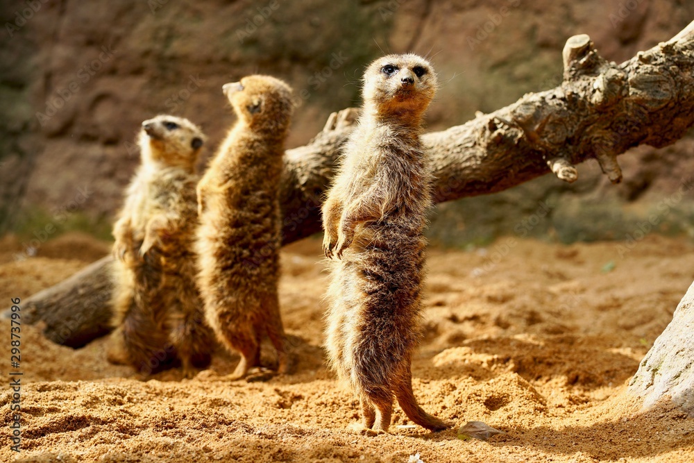 Fototapeta premium Familia curiosa de suricatas adopta una divertida postura