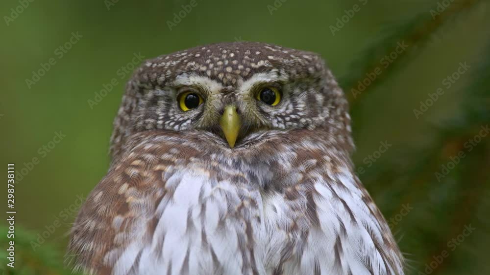 Eurasian pygmy owl (Glaucidium passerinum) portrait Eurasian pygmy owl (Glaucidium passerinum) portrait