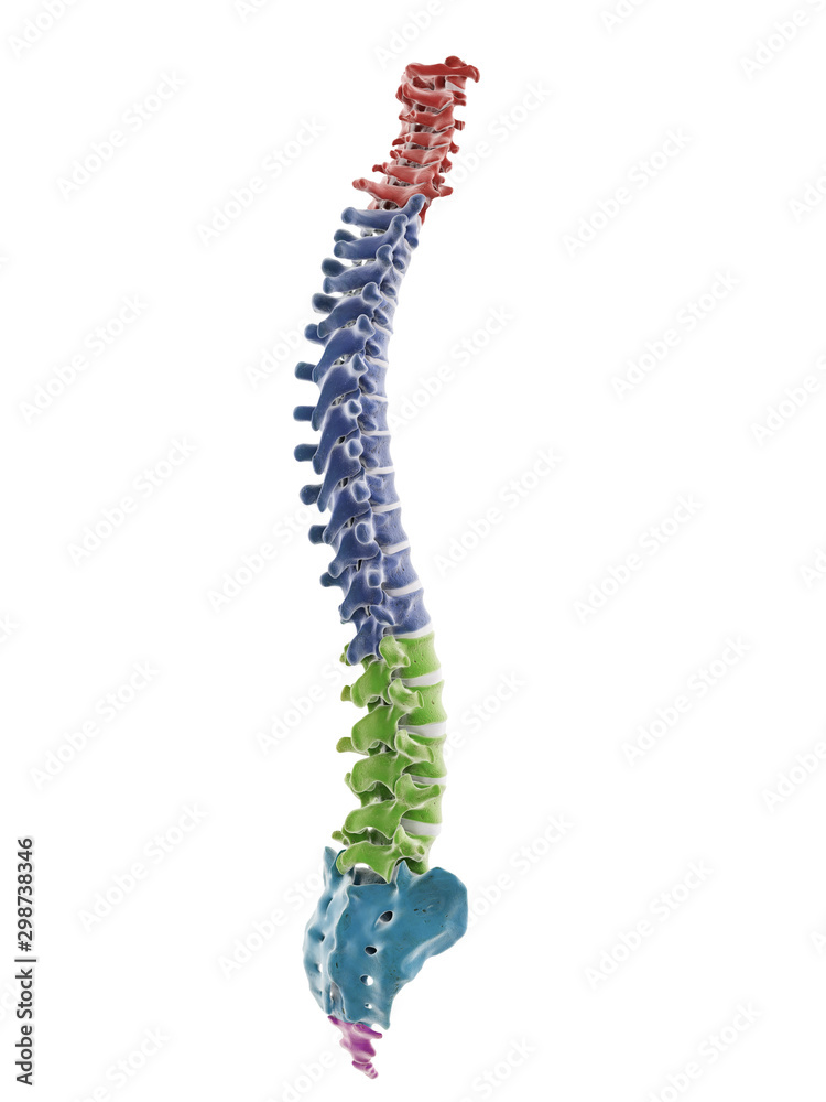 3d rendered medically accurate illustration of the segments of the human spine 3d rendered medically accurate illustration of the segments of the human spine