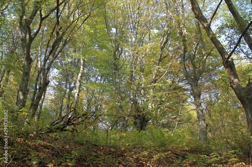 Autumn forest on Shumen plateau (Bulgaria)