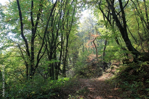 Autumn forest on Shumen plateau (Bulgaria)