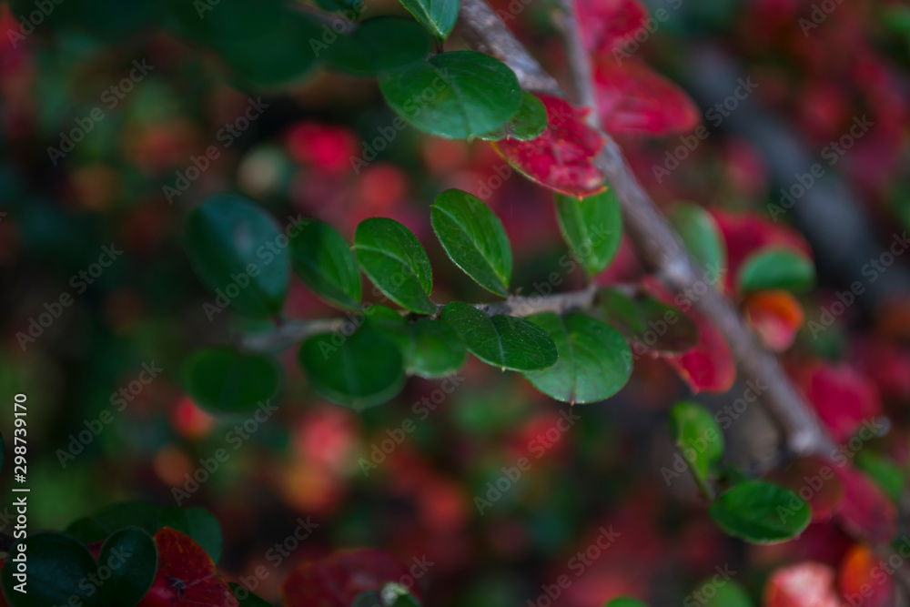 Obraz premium Colorful autumn leaves, close up. Fall background. Natural autumn texture.