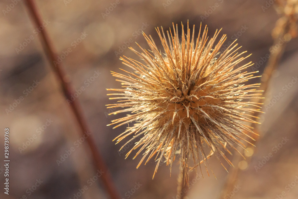 Dry spiky flower against blurry background