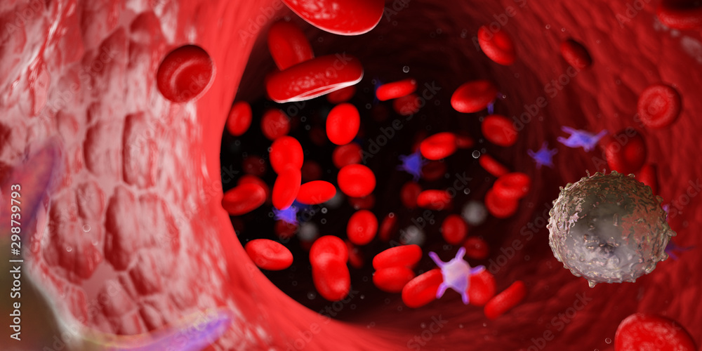 Fototapeta premium 3d rendered medically accurate illustration of the human blood