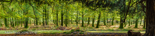 Fototapeta Naklejka Na Ścianę i Meble -  Woodland walk in the new forest in Autumn .
