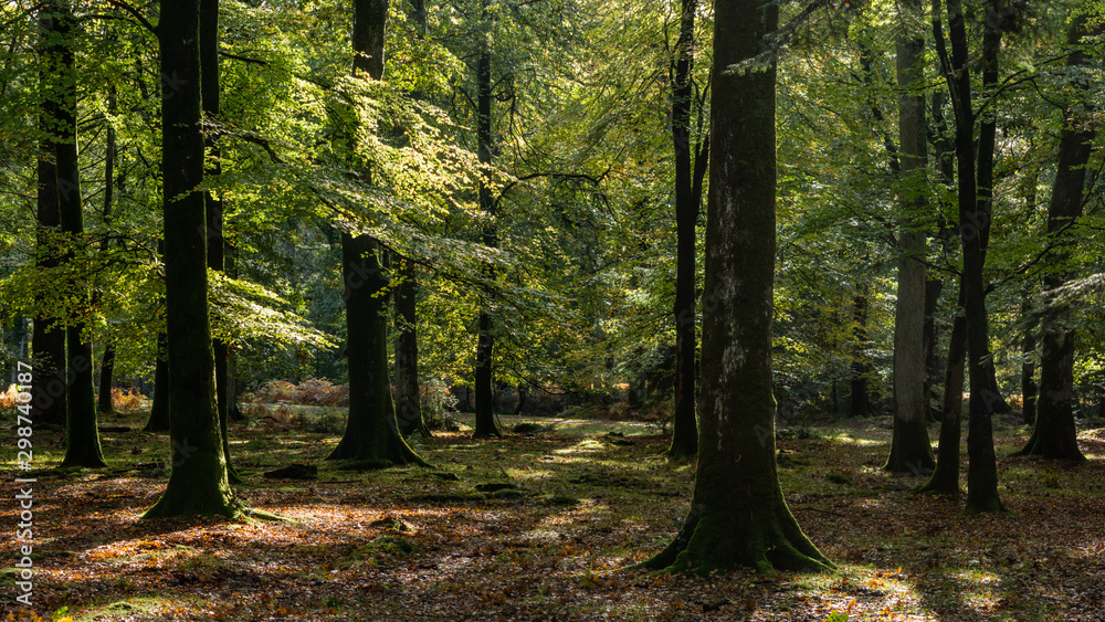 Fototapeta premium Woodland walk in the new forest in Autumn .