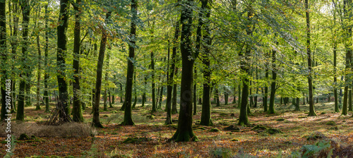 Woodland walk in the new forest in Autumn