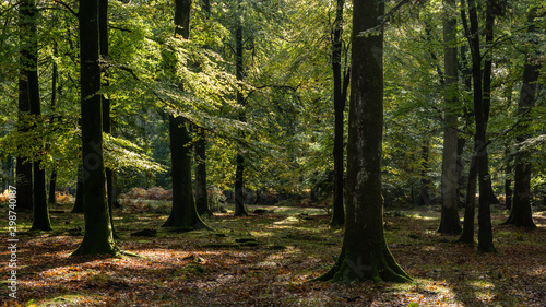 Woodland walk in the new forest in Autumn . © DRPL