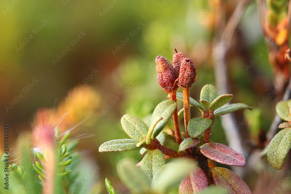 Close-up of Rhododendron lapponicum (Lapland rosebay) with fruits Close-up of Rhododendron lapponicum (Lapland rosebay) with fruits