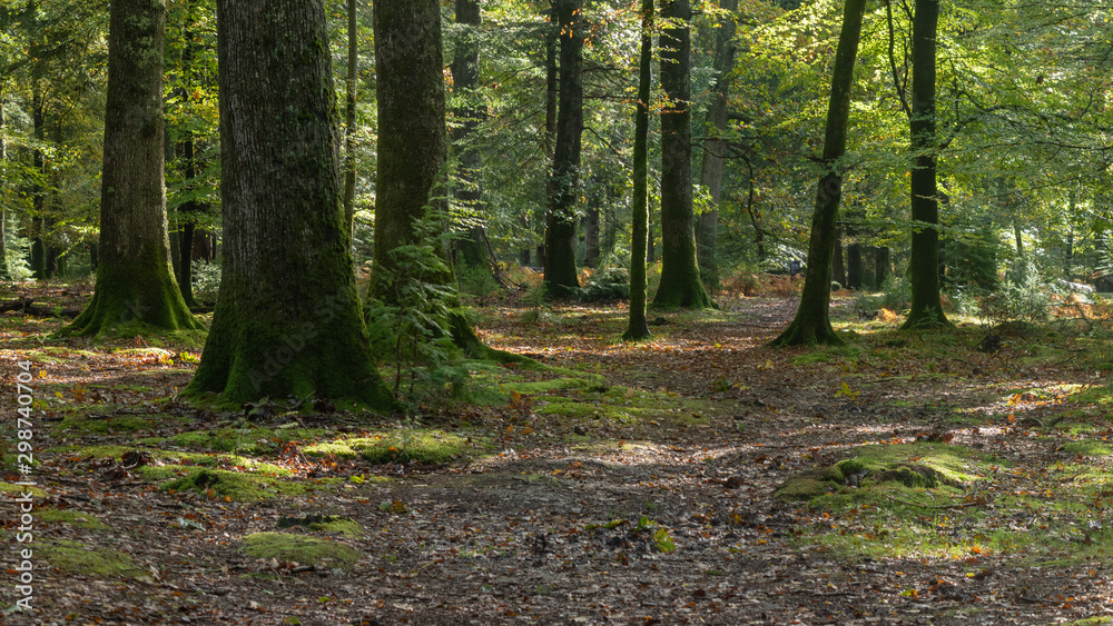 Obraz premium Woodland walk in the new forest in Autumn