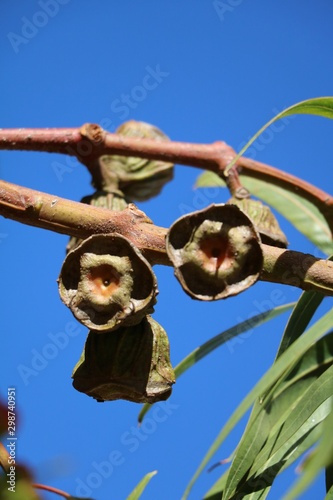 Big seeds of Eucalyptus tree in Perth, Australia