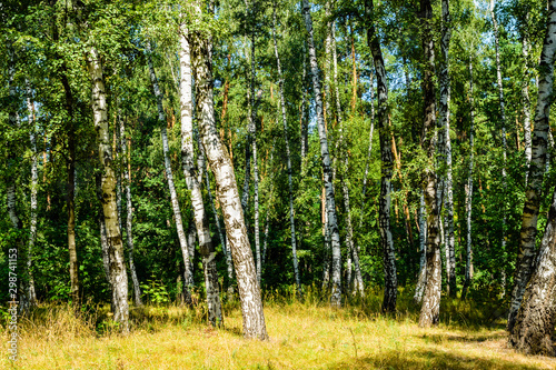 Birch trees in a forest on summer