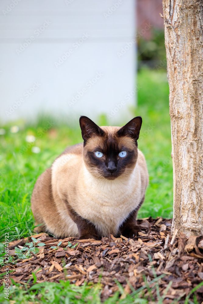 Siamese cat portrait in the nature in summer